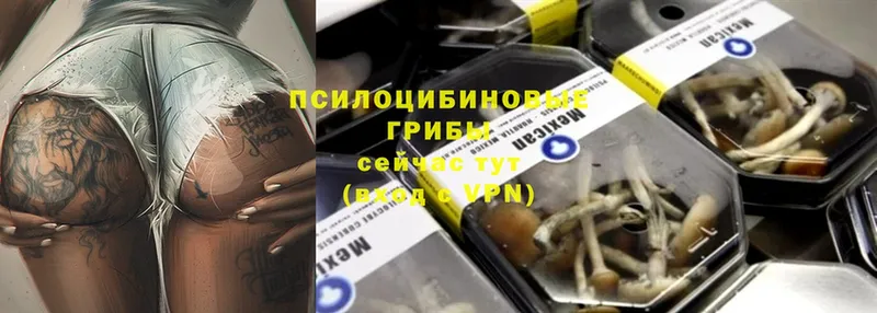 где продают   Сафоново  Галлюциногенные грибы Psilocybe 